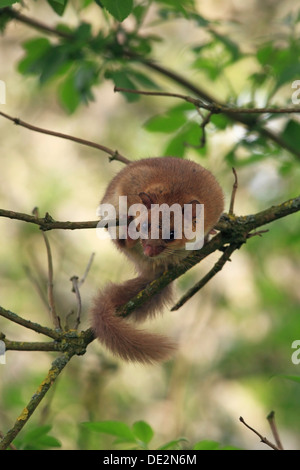 Moscardino commestibili o fat ghiro (Glis glis) arroccato sui rami di un albero, Solms, Hesse Foto Stock