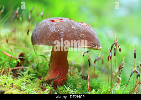 Bay Bolete (Boletus badius, Xerocomus badius) con slug danni Foto Stock