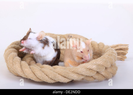 Voglia di topi, una forma addomesticata di casa Mouse (Mus musculus) Foto Stock