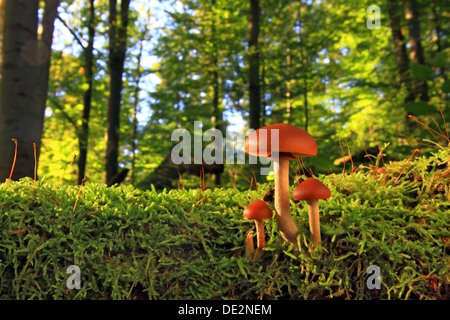 Campana funebre (Galerina marginata), organismi di frutta in una foresta Foto Stock
