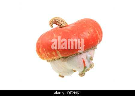 Zucca ornamentale, 'Turk della PAC Squash" varietà Foto Stock