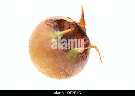 Comune (Nespola Mespilus germanica), frutta Foto Stock