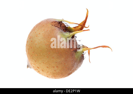 Comune (Nespola Mespilus germanica), frutta Foto Stock