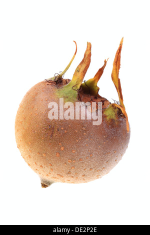 Comune (Nespola Mespilus germanica), frutta Foto Stock