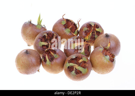 Comune (Nespola Mespilus germanica), frutta Foto Stock