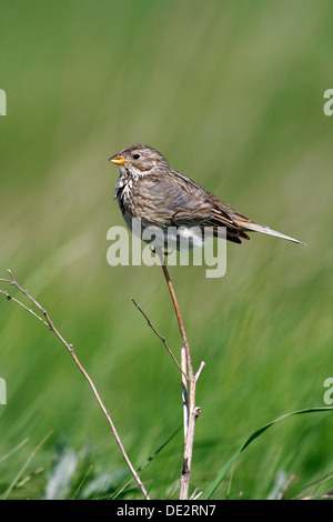 Corn Bunting (Miliaria calandra) seduto su un ramo Foto Stock