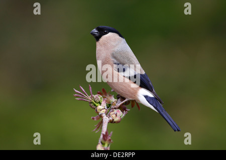 Bullfinch (Pyrrhula), femmina seduto su un impianto Foto Stock