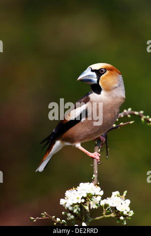 Grosbeak o Hawfinch (Coccothraustes coccothraustes), maschile seduto su un ramo di fioritura in primavera Foto Stock