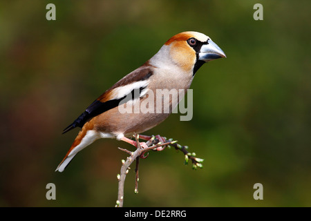 Grosbeak o Hawfinch (Coccothraustes coccothraustes), maschile seduto su un ramo di fioritura in primavera Foto Stock