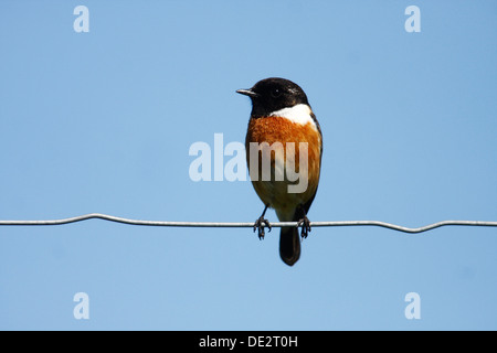 Stonechat africana (Saxicola torquata), maschio seduta sul filo di recinzione, Exdremadura, Spagna, Europa Foto Stock