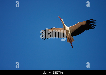 Cicogna bianca (Ciconia ciconia) in volo, Exdremadura, Spagna, Europa Foto Stock
