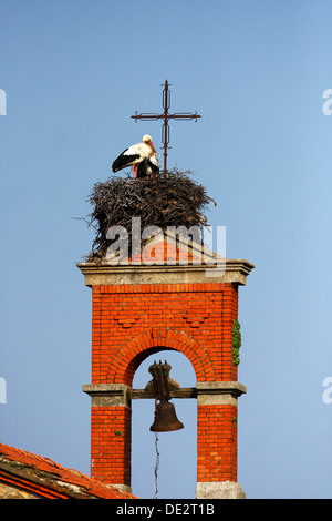 Cicogna bianca (Ciconia ciconia), coppia nel nido su una torre campanaria, Parco Nazionale di Monfrague, Exdremadura, Spagna, Europa Foto Stock