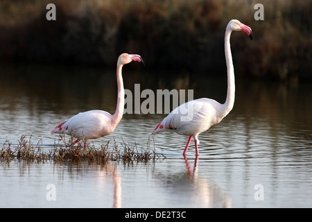 American flamingo (Phoenicopterus ruber), giovane guadare acqua, Camargue, Francia, Europa Foto Stock