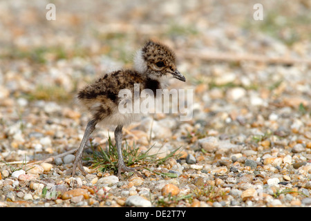 Pavoncella, Peewit o verde Plover (Vanellus vanellus), chick permanente sulla spiaggia, Apetlon, lago di Neusiedl, Burgenland Foto Stock