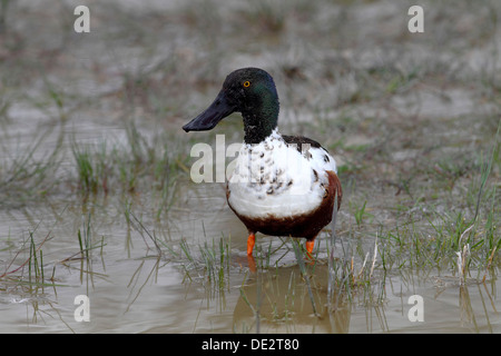 Mestolone o mestolone (Anas clypeata), Drake in piedi sulla riva del lago di Neusiedl, Burgenland, Austria, Europa Foto Stock