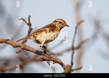 Stonechat (Saxicola torquata), femmina seduto su un ramo, Apetlon, lago di Neusiedl, Burgenland, Austria, Europa Foto Stock