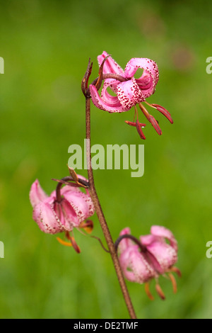 Turk cappuccio del giglio (lilium martagon), il passo di Costalunga, alto adige, italia, europa Foto Stock