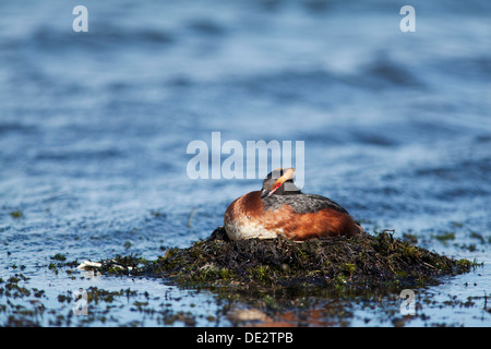 Svasso cornuto o svasso della Slavonia (Podiceps auritus), Skutustadir, Myvatn, Nord Islanda, Islanda, europa Foto Stock