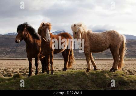 Cavalli islandesi, Bloendues, Islanda del Nord, Islanda, Europa Foto Stock