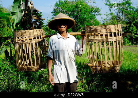 Campo locale lavoratore che arrivano a una risaia che trasportano grandi cesti di vimini oltre le sue spalle java indonesia Foto Stock