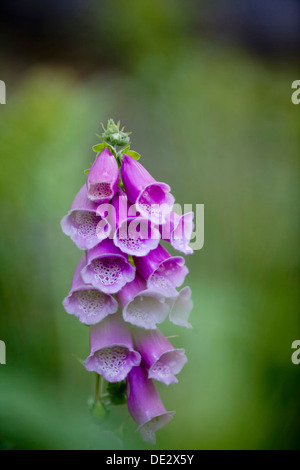 Foxglove viola o Lady del guanto (Digitalis purpurea), Waldhäuser, Baviera, Germania Foto Stock