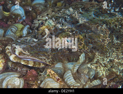 Close up colpo di testa di un pesce coccodrillo sul mare piano mimetizzati fra Coral reef elementi. Foto Stock