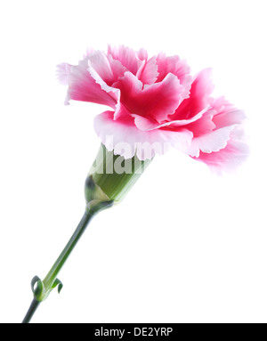 Di un bel colore rosa carnation isolati su sfondo bianco Foto Stock