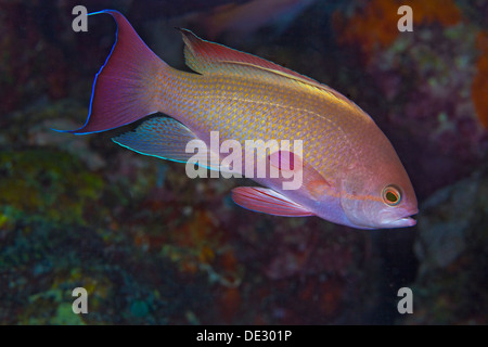 Chiudere l immagine di Lyetail Anthias rivelando un pattern arcobaleno di colori. Puerto Galera, Filippine. Foto Stock