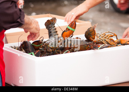 Le aragoste fresche spacchettato per bollire per Lobsterfest in Strathroy Ontario Canada Foto Stock