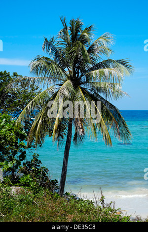 Vista attraverso gli alberi attraverso il blu profondo e il mare cristallino di isola Karimunjawa java indonesia Foto Stock