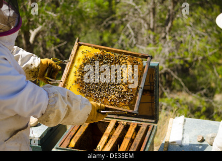 Apiarist nel lavoro di protezione usura tenendo un alveare Foto Stock