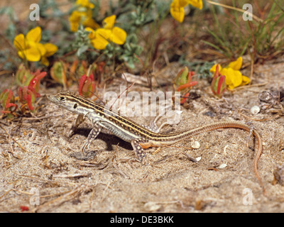 Red-tailed spinoso-footed Lizard (Acanthodactylus erythrurus) su una duna vicino al mare Mediterraneo, Spagna Foto Stock