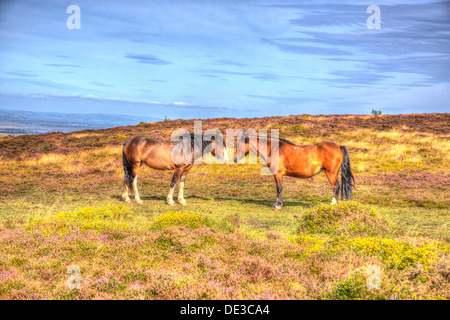 Due pony Quantock Hills Somerset con erica viola in vibranti HDR colorati Foto Stock