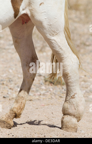 Cavalli domestici affetti da Elephantiasis zampa posteriore mare Foto Stock