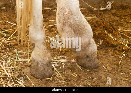 Cavalli domestici affetti da Elephantiasis zampa posteriore mare Foto Stock