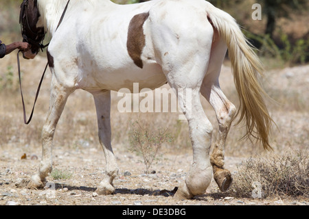 Cavalli domestici mare soffre di Elephantiasis Foto Stock