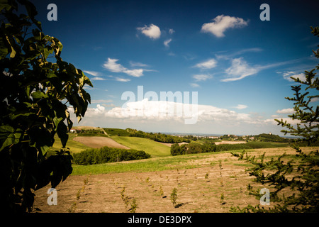 Vista panoramica del vigneto contro il cielo limpido. Casale Monferrato, Piemonte Foto Stock