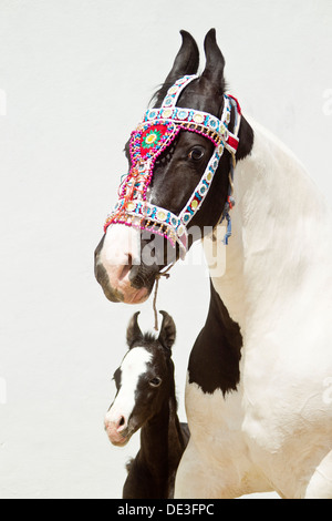 Marwari cavallo ritratto di pezzati mare puledro Foto Stock