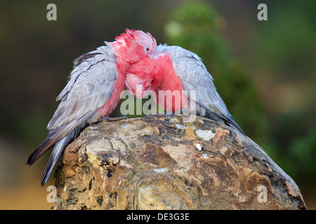 Il Galah aka the Rose-breasted Cockatoo, Galah Cockatoo, Roseate Cacatua o rosa e grigio, è widespead in Australia. Foto Stock