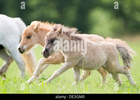 Miniatura pony Shetland due puledri pascolo gallopinga Foto Stock