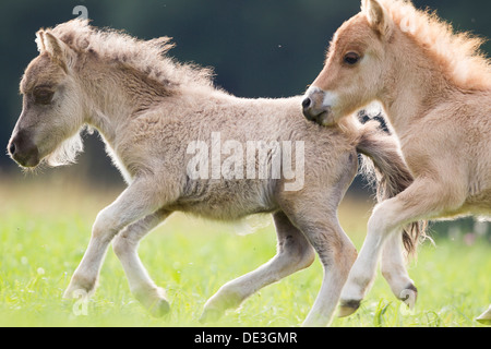 Miniatura pony Shetland due puledri pascolo gallopinga Foto Stock