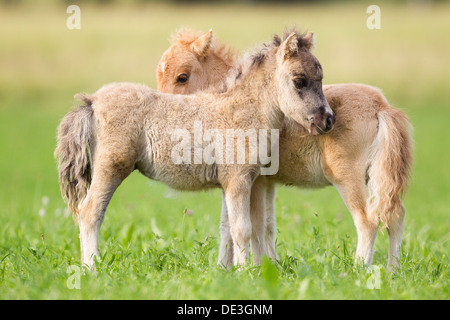 Miniatura pony Shetland due puledri pascolo standinga Foto Stock