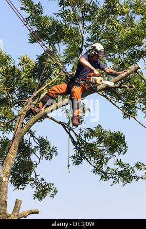 Tree chirurgo al lavoro abbattere un albero. Wiltshire, Inghilterra. Foto Stock