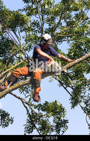 Tree chirurgo al lavoro abbattere un albero. Wiltshire, Inghilterra. Foto Stock