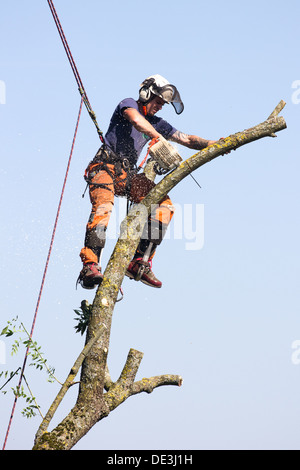 Tree chirurgo al lavoro abbattere un albero. Wiltshire, Inghilterra. Foto Stock