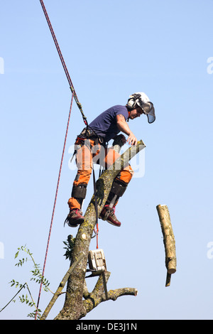 Tree chirurgo al lavoro abbattere un albero. Wiltshire, Inghilterra. Foto Stock