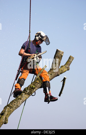 Tree chirurgo al lavoro abbattere un albero. Wiltshire, Inghilterra. Foto Stock