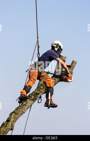 Tree chirurgo al lavoro abbattere un albero. Wiltshire, Inghilterra. Foto Stock