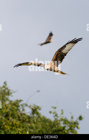 Nibbio reale (Milvus milvus) volare sopra gli alberi del Galles, Regno Unito Foto Stock