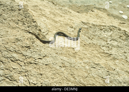 Dolichophis caspius, aggressivo, bad caspian, lungo, natura, rettile, snake, frusta, fauna selvatica, caspius, coluber, pericolose, dolich Foto Stock